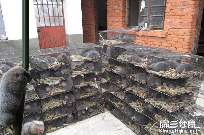 貴州竹鼠銷(xiāo)路