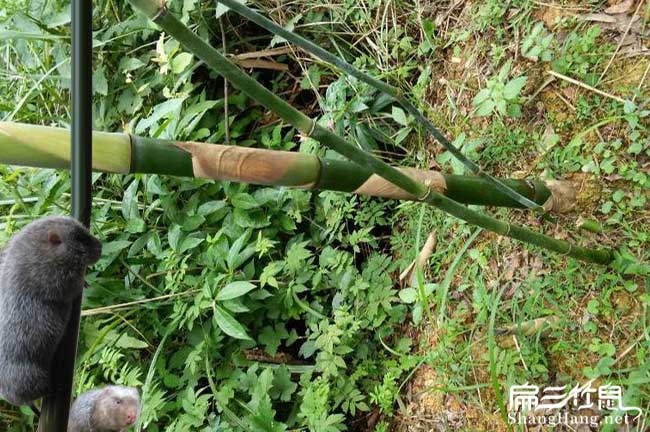 南江鼠種苗