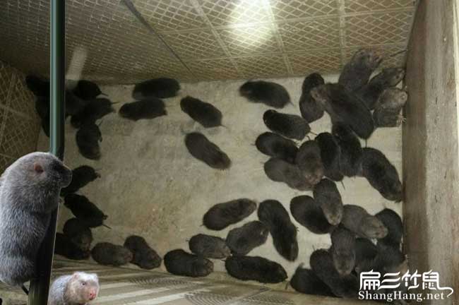 云南竹鼠銷(xiāo)路