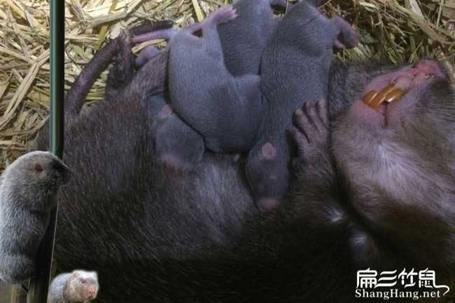 廣西竹鼠銷(xiāo)路