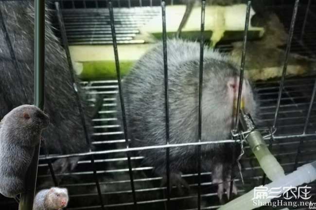 石家莊竹鼠種苗