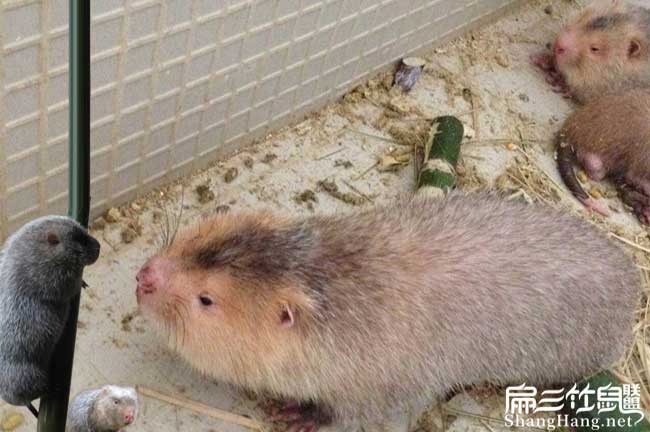 南竹鼠種苗