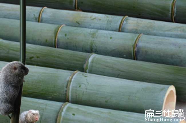 銅梁竹鼠養(yǎng)殖