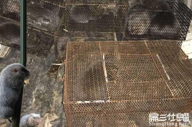 柳州竹鼠批發(fā)