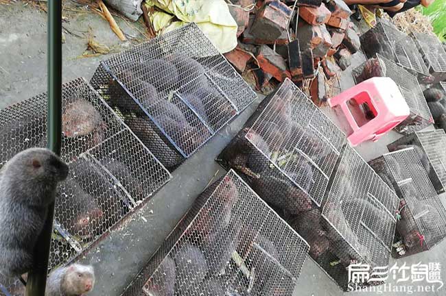 福建竹鼠銷路