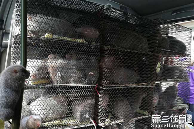 長沙竹鼠養(yǎng)殖