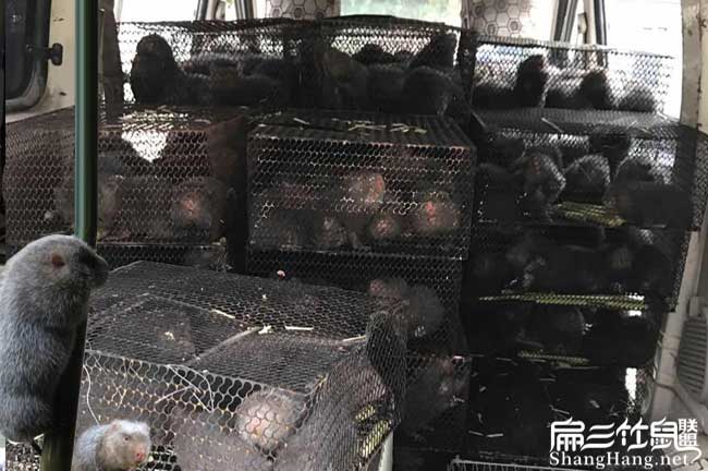 柳州商品竹鼠批發(fā)