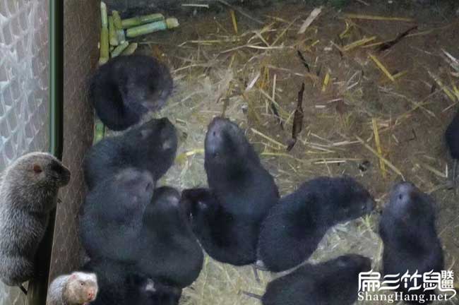 竹鼠養(yǎng)殖方法