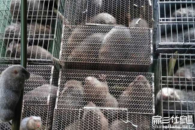 河北竹鼠批發(fā)價格