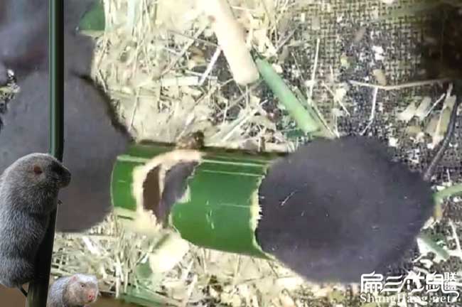 湖南竹鼠養(yǎng)殖基地