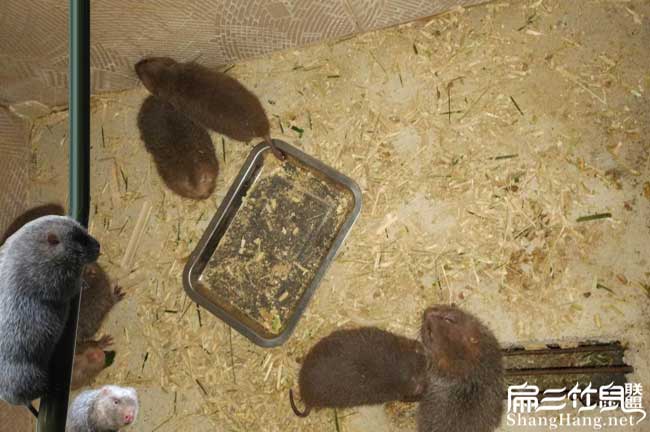 大足竹鼠養(yǎng)殖