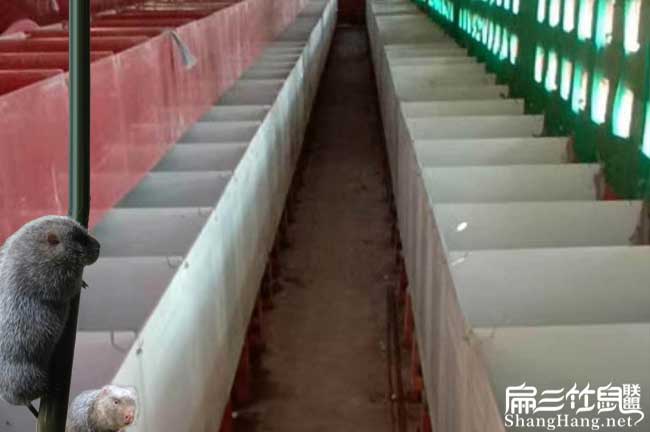 中國竹鼠加盟