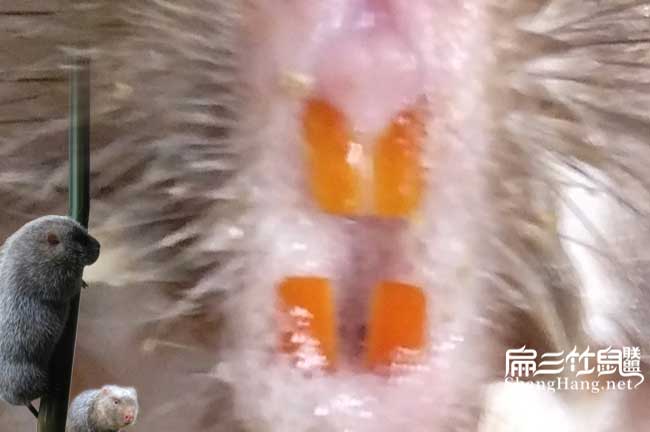 竹鼠牙齒