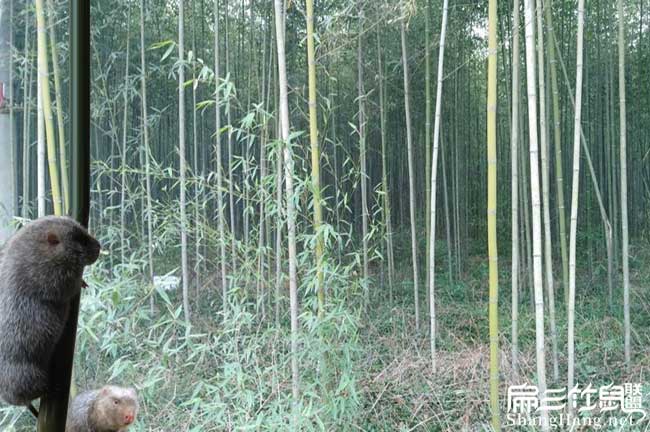 九龍坡竹子種植