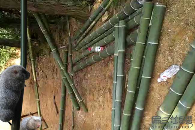 阿壩竹鼠養(yǎng)殖基地