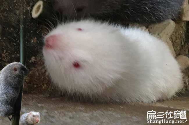 西藏月月兔竹鼠