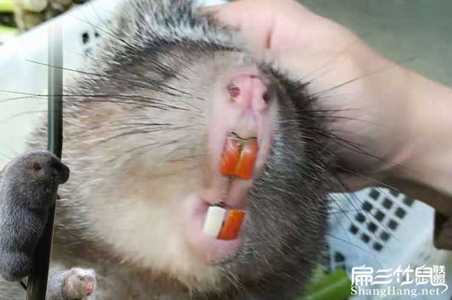 竹鼠牙齒問題