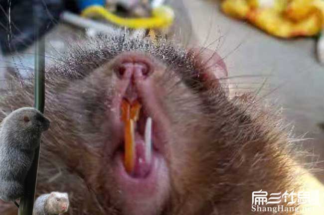 竹鼠牙齒問題