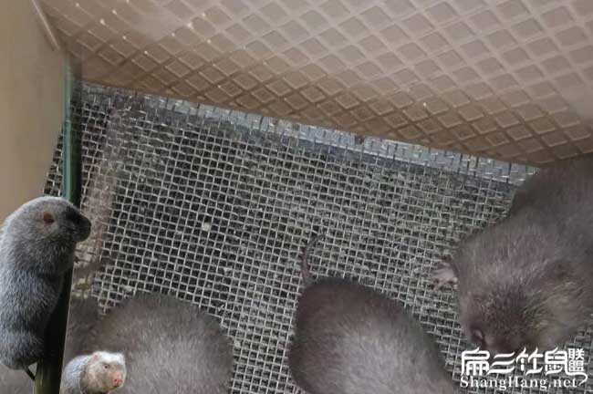 竹鼠鋼網(wǎng)