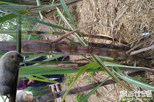 竹鼠甘蔗