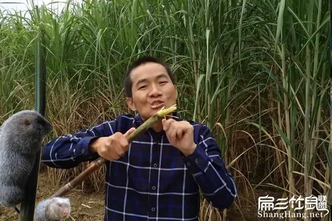 皇竹草種植