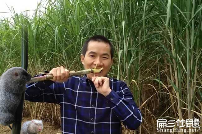 新型皇竹草種植