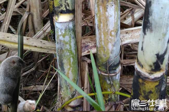 陽(yáng)泉竹鼠養(yǎng)殖