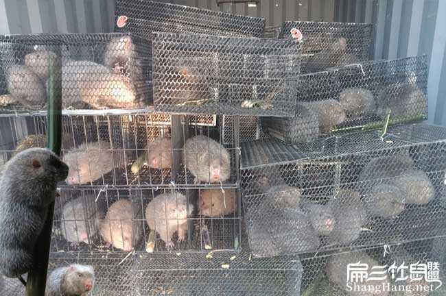 殺竹鼠技術