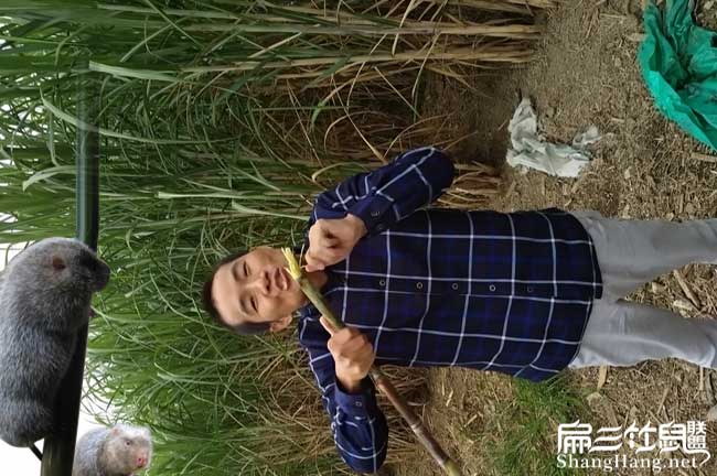 新皇竹草