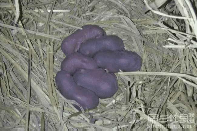 中國新皇竹草