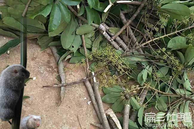 平溪油茶基地高度分類 平溪油茶基地高度分類