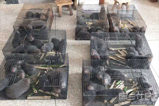 思南種植油茶哪個(gè)品種 思南種植油茶哪個(gè)品種