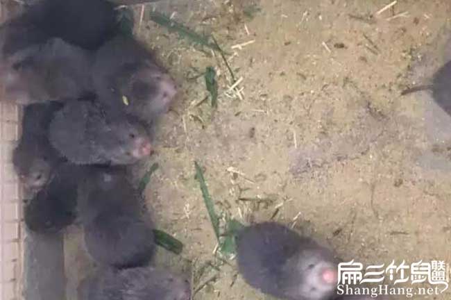 竹鼠舍排風(fēng)口