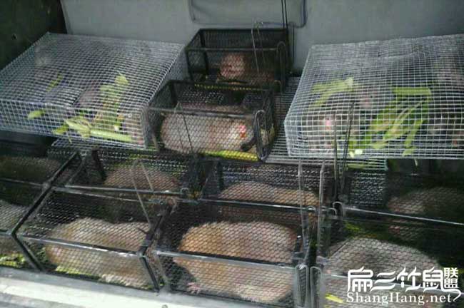 銅川竹鼠種苗 銅川竹鼠種苗