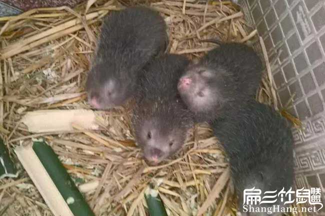 甘肅竹鼠養(yǎng)殖場
