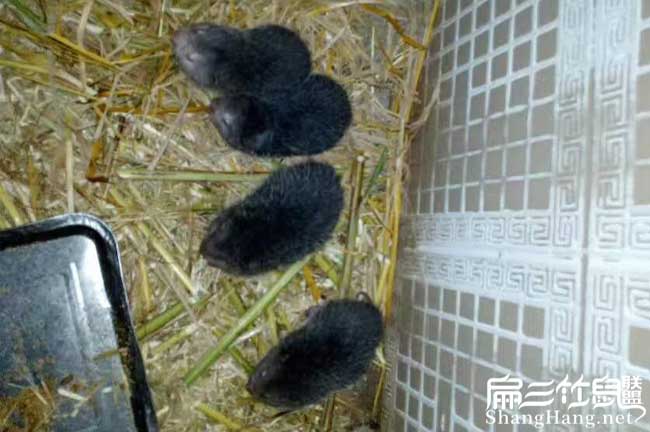 福建竹鼠食物配方