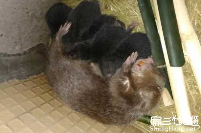 陜西竹鼠養(yǎng)殖 陜西竹鼠養(yǎng)殖