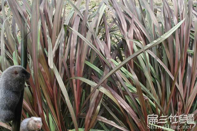 在農(nóng)村倉山養(yǎng)殖竹鼠一 在農(nóng)村倉山養(yǎng)殖竹鼠一