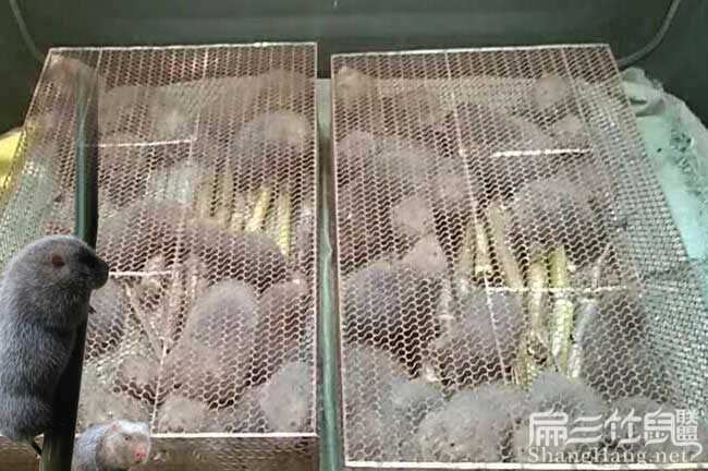 竹鼠食物配方
