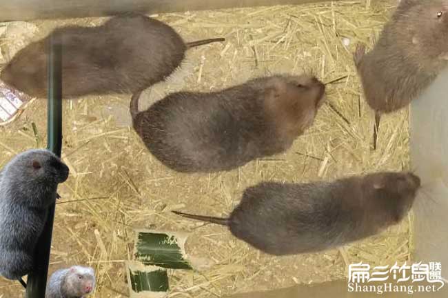竹鼠收購(gòu)電話