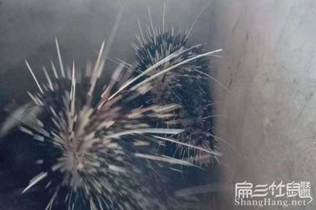 池州果子貍