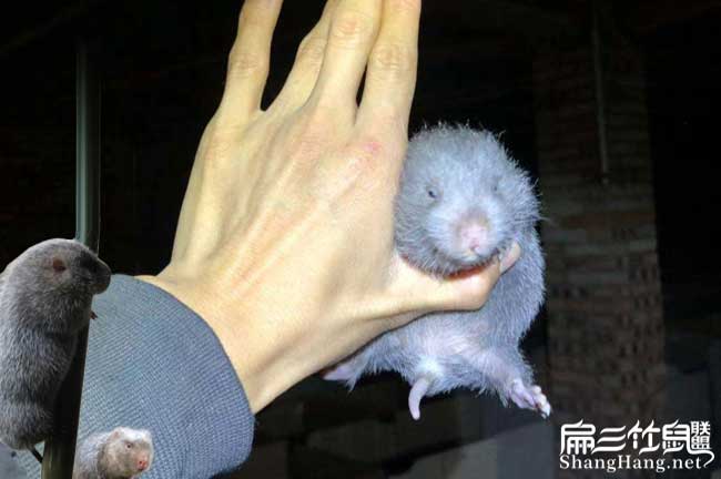 小竹鼠