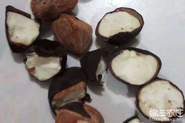岳陽茶籽批發(fā)