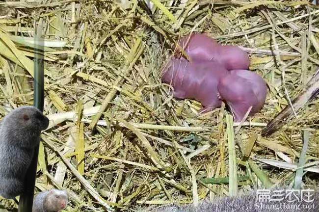 竹鼠保暖稻草