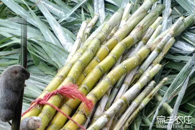 貴州甘蔗食物