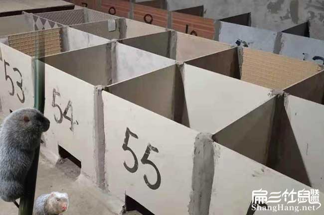 江西竹鼠基地