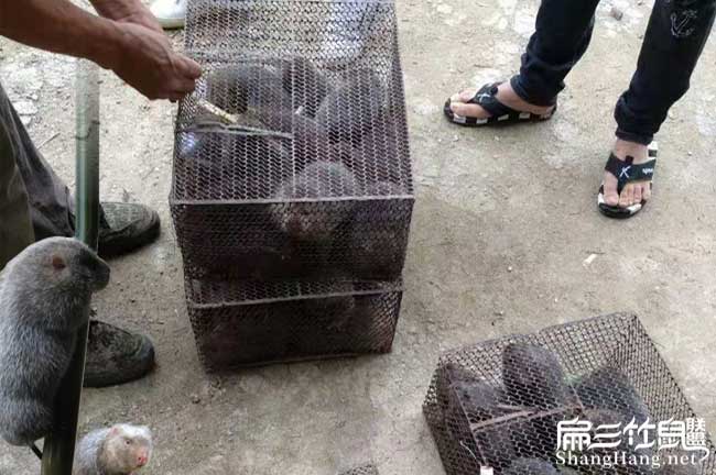 云南竹鼠發(fā)貨