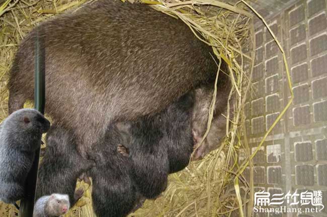 云南竹鼠批發(fā)