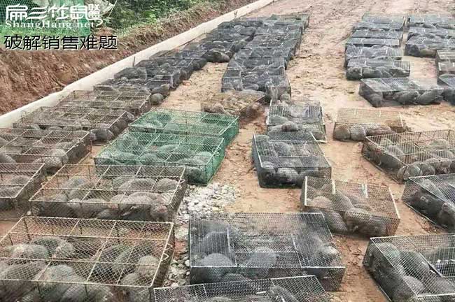 湖南竹鼠銷(xiāo)售