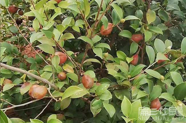 永興油茶果子